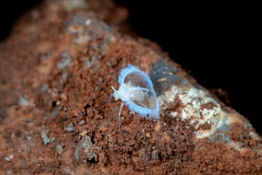 Adult male cave-dwelling planthopper Valenciolenda fadaforesta in Cueva de los Murci&eacute;lagos, Vilamarxant, Valencia, Spain