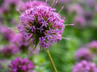 Fototapeta premium Close up of purple ornamental allium flower