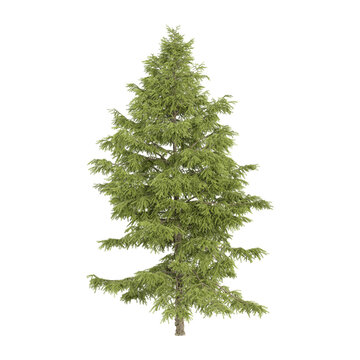 Green Cedrus plant isolated on Canvas