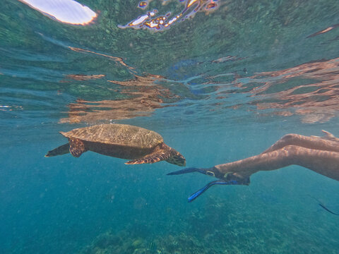 Underwater shot of a snorkeler with fins swimming alongside a majestic sea turtle in the clear turquoise waters of the Seychelles. 