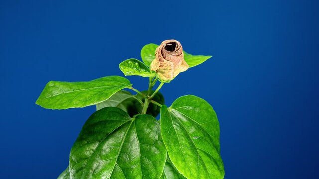 Yellow Red Hibiscus Devil's Eye Blooming Flower in Time Lapse. Blooming Golden Orange to Yellow Petals with a Prominent Reddish Pink Eye in the Center of Chinese Rose Plant on a Blue Background