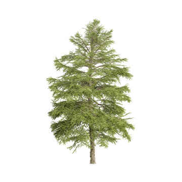 Isolated Cedrus plant on canvas