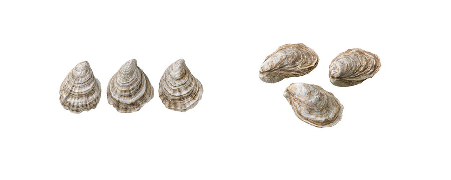 Shells of Freshwater and Saltwater Oysters on White Background