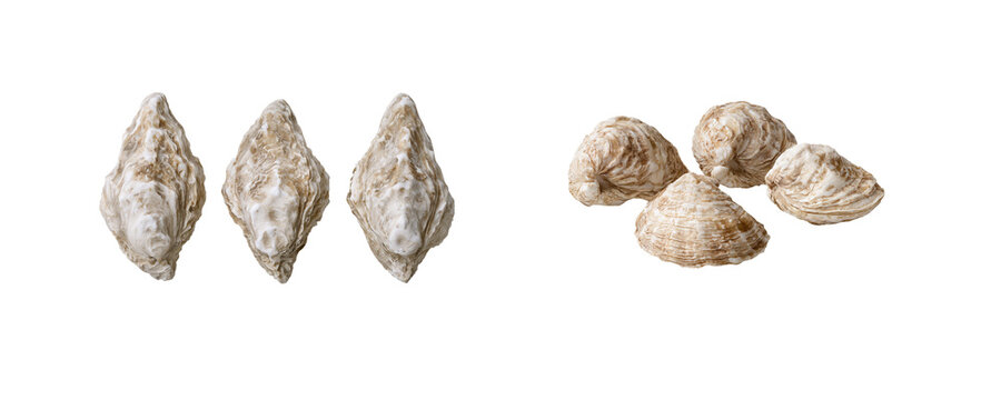 Close-Up View of Different Types of Shellfish on a White Background
