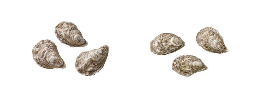 Fresh Raw Oysters on White Background for Seafood Culinary Dishes