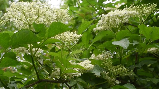 Blooming Elderflower Clusters Among Lush Green Foliage in Summer Garden