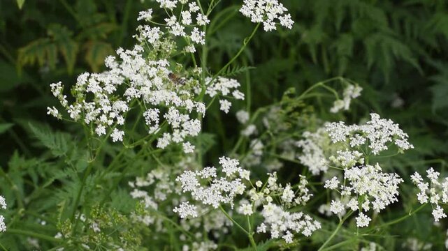 White wild chervil flowers blooming in green grass in summer field