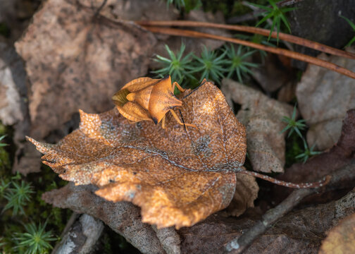 A macro photograph of a shield bug Carpocoris fuscispinus camouflaged on a dry brown leaf amidst forest floor moss and foliage.