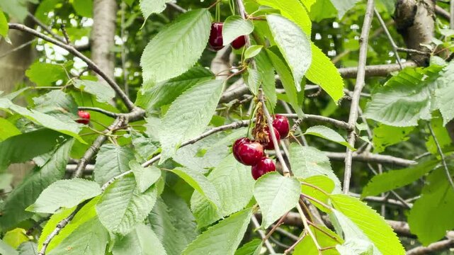Vibrant red cherries grow on a leafy green tree branch. The fresh fruits evoke a joyful feeling of summer abundance. Sunlight brightens the calm garden scene.
