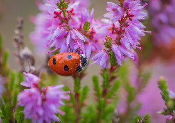 A close-up shot of a red seven-spot ladybug crawling on blooming purple heather flowers. © Ilga