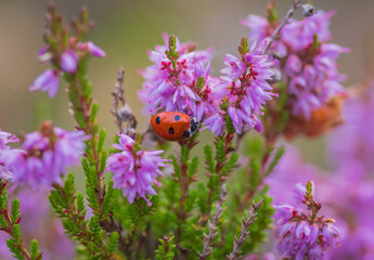 A close-up shot of a red seven-spot ladybug crawling on blooming purple heather flowers.  © Ilga