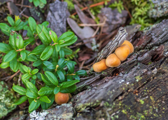 Small orange mushrooms growing on rotten wood next to green lingonberry leaves on the forest floor. © Ilga