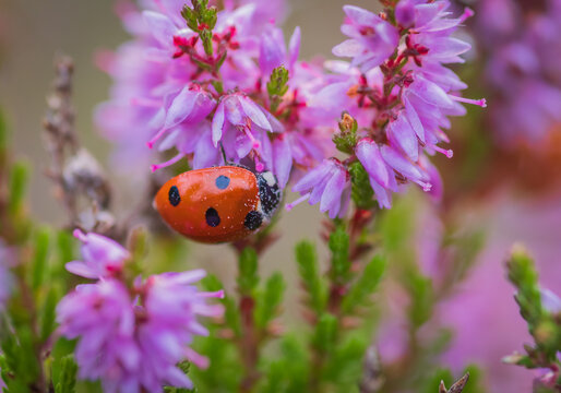 A close-up shot of a red seven-spot ladybug crawling on blooming purple heather flowers.