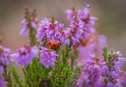 A close-up shot of a red seven-spot ladybug crawling on blooming purple heather flowers.
