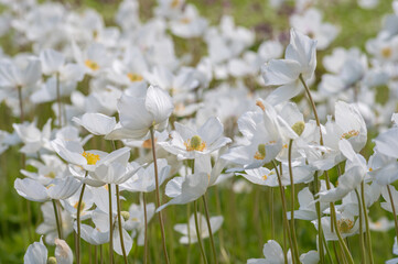 Fototapeta premium A dense field of blooming white snowdrop anemone flowers on tall green stems in a sunny spring meadow. 