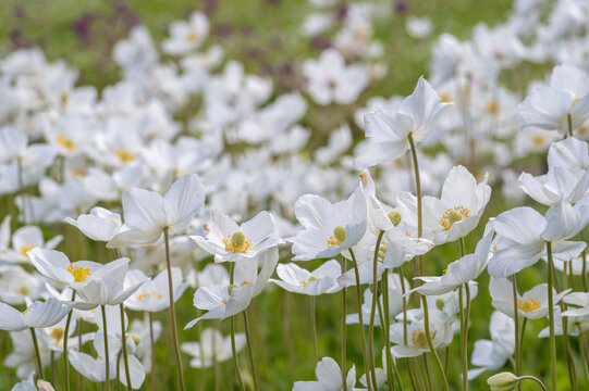 A dense field of blooming white snowdrop anemone flowers on tall green stems in a sunny spring meadow.
