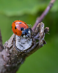 A close-up macro shot of a bright red ladybug resting on a cut wooden twig against a blurred green background. © Ilga