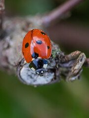 A close-up macro shot of a bright red ladybug resting on a cut wooden twig against a blurred green background.  © Ilga