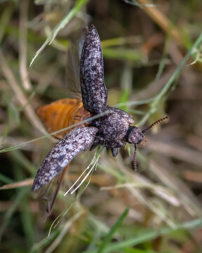 A close-up macro shot of a speckled click beetle with an exposed orange abdomen preparing to take flight from grass.
