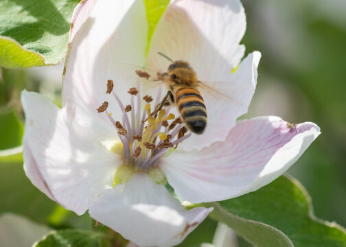Close-up of a honey bee with full pollen baskets actively pollinating a delicate pink quince blossom in spring.
