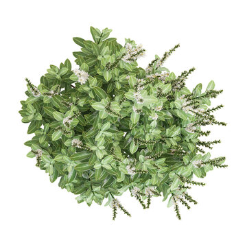 Isolated Otto luyken cherry laurel plant on transparent canvas from the top view