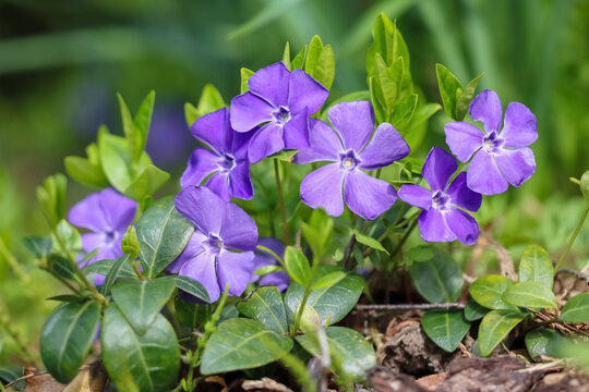 Lovely blue Vinca minor, name also Common periwinkle, Creeping myrtle, Dwarf periwinkle, Small periwinkle and Lesser periwinkle. Flowers are purple, blue, or white, depending on the cultivar.