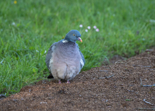 A common wood pigeon stands on freshly tilled soil beside a grassy lawn blooming with small wildflowers.

