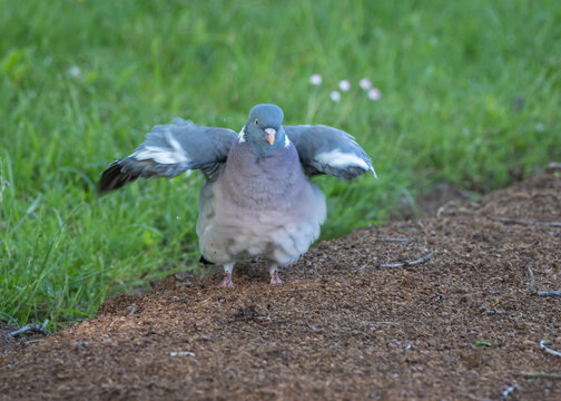 A common wood pigeon stretches its wings while standing on ground near a grassy lawn outdoors.