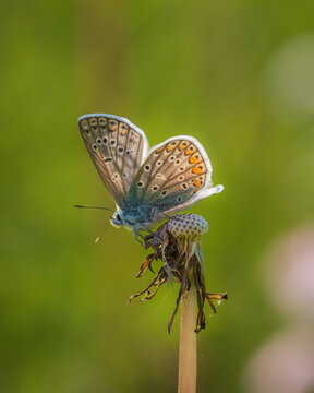 A common blue butterfly rests on a dry dandelion seed head in a vibrant green meadow during a sunny day.