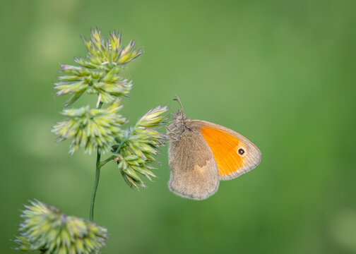 A small heath butterfly perches on a wild grass stem against a soft green background.