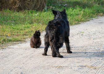 A fluffy black dog stands on a dirt road facing a small black cat sitting on the path. © Ilga