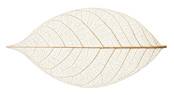 Intricate skeleton of a dried leaf showing delicate venation patterns on a white background