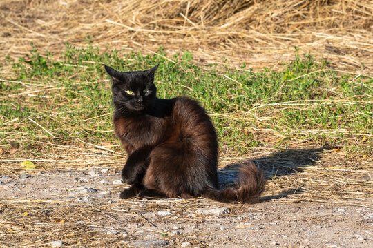 A sleek black cat with bright yellow eyes sitting outdoors on a sunlit rural dirt path.