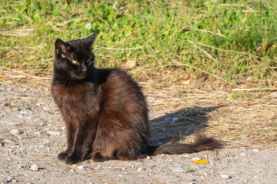 A sleek black cat with bright yellow eyes sitting outdoors on a sunlit rural dirt path.
