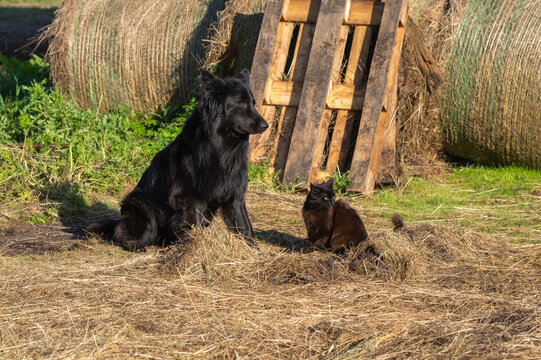 A black German Shepherd dog and a small black cat sit together on a farm near hay bales and a wooden pallet.