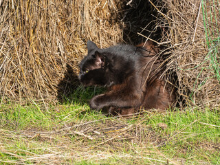 A black cat emerges from a natural straw burrow onto green grass outdoors. © Ilga