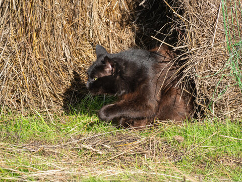 A black cat emerges from a natural straw burrow onto green grass outdoors.