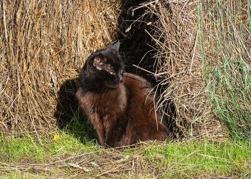 A fluffy black cat sitting inside a cozy hollow opening of a large hay bale on a farm field.
