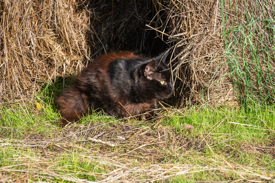 A black cat emerges from inside a large hay bale on a farm in sunny weather.