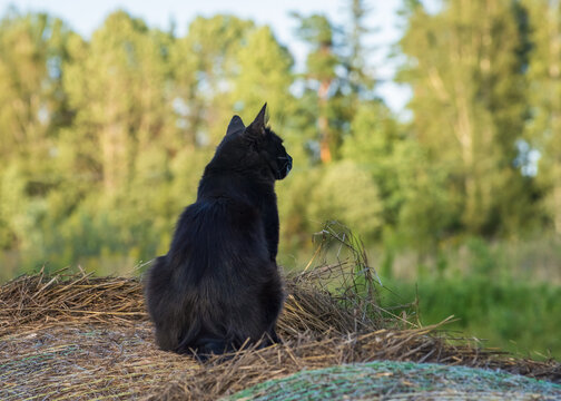 A black cat seen from behind sitting on a hay bale in a countryside field with green trees in the background.