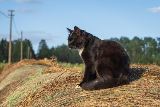 A black cat with a white chest sitting on top of a hay bale in a sunny rural field with forest and utility poles in the background.