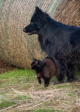 A long-haired black German Shepherd dog and a black cat standing together next to a large hay bale on a farm field.
