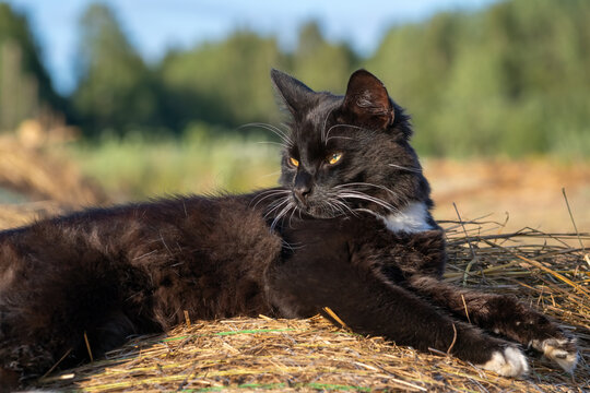 A black cat with white chest and paws lies on a hay bale on a sunny day in the countryside.