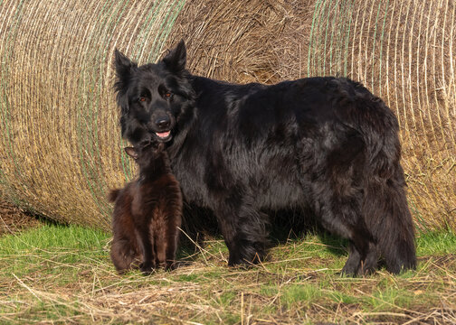 A long-haired black German Shepherd dog and a black cat interact affectionately beside a large hay bale on a farm field.