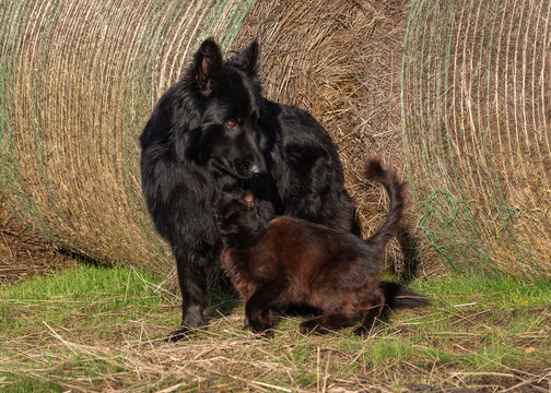 A black shepherd dog standing next to a black kitten near a large hay bale on a farm field.