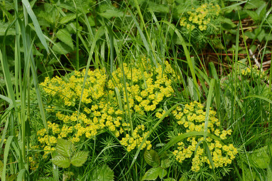 Zypressen-Wolfsmilch, Euphorbia cyparissias, Bl&uuml;te, Wiese, Weide