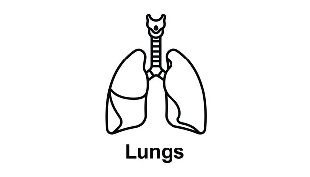 Simple black line vector icon of human lungs with trachea labeled with word Lungs underneath on white background.