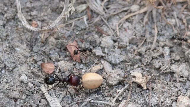 Hormiga cosechadora transportando una semilla en su entorno natural, Espa&ntilde;a