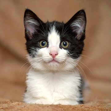 Close-up of a bicolor kitten's face