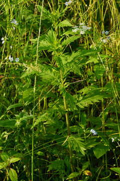 Ufer-Wolfstrapp, Lycopus europaeus,  Gemeiner Wolfstrapp, Laubblattstadium, Vorbl&uuml;testadium